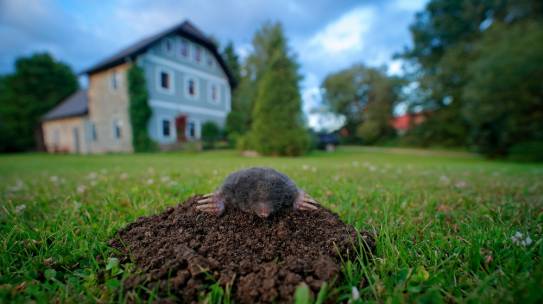 Trápi vás krtko v záhrade? Zbavte sa ho účinným odpudzovačom