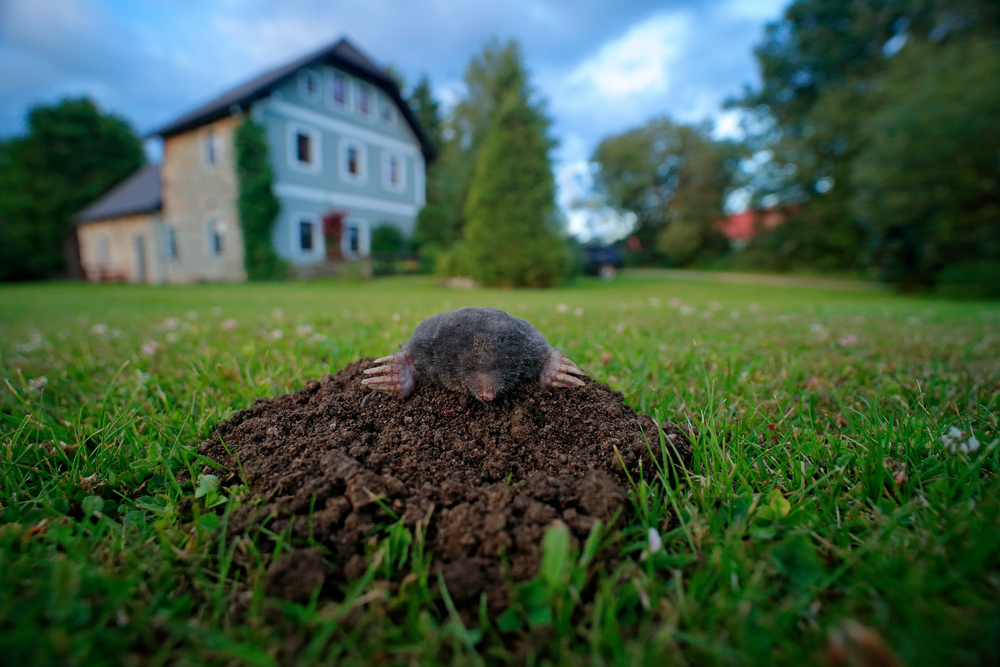 krtko v záhrade