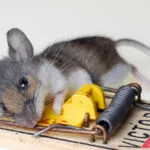 pasca na myši