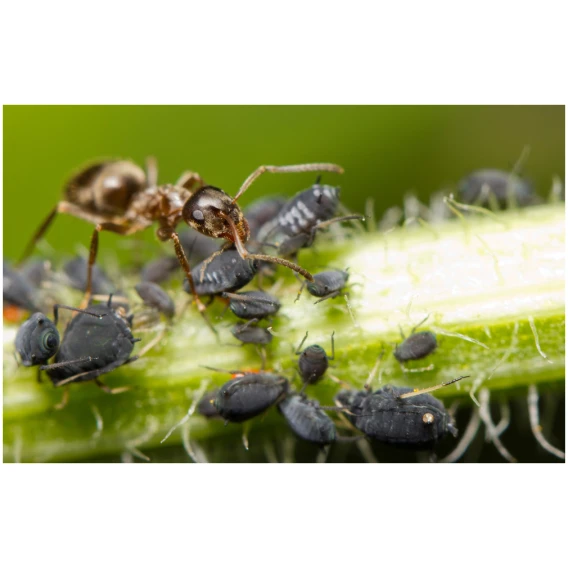 Prírodná bariéra proti mravcom 900g EKOLAS