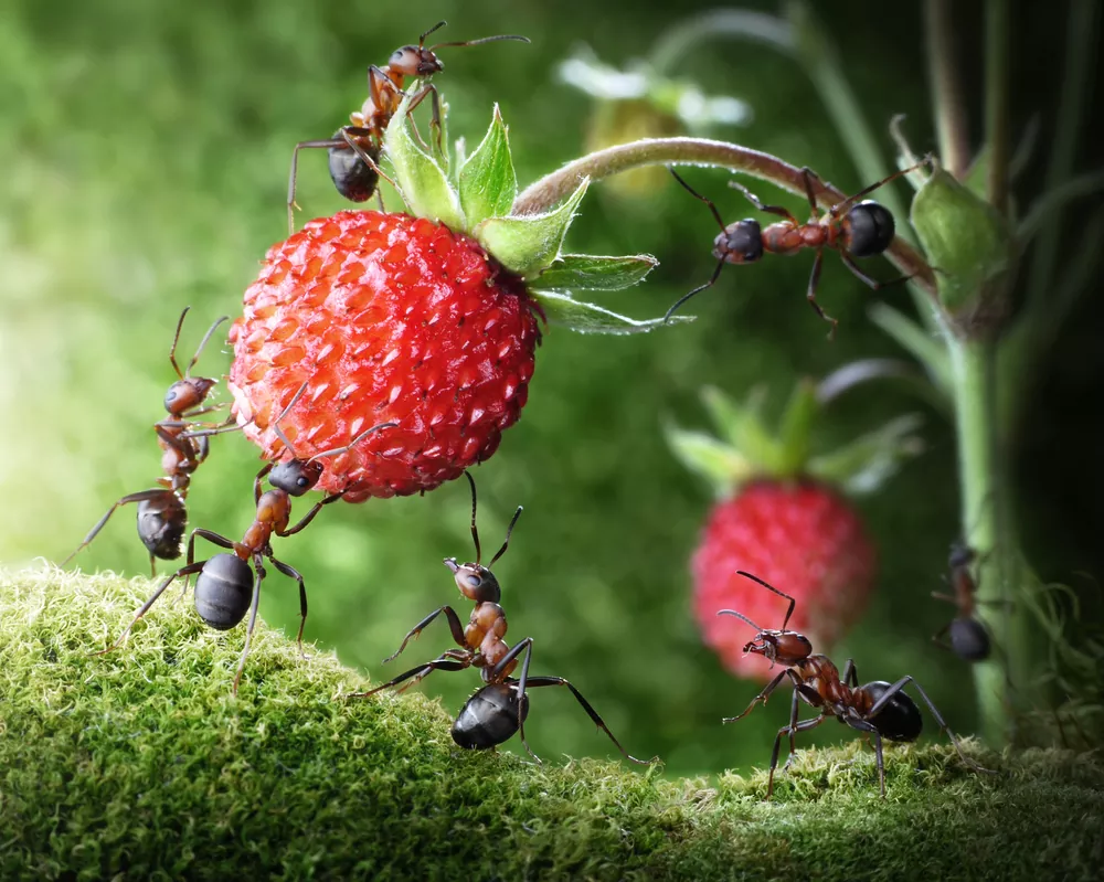 Prečo a kde si na mravce treba dať pozor