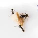 Boj s mravcami uz nikdy ziadne mravce v domacnosti