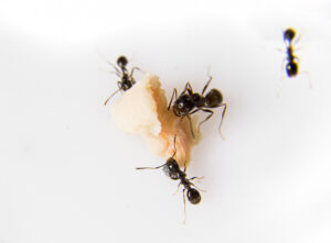 Boj s mravcami – už nikdy žiadne mravce v domácnosti