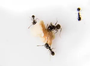 Boj s mravcami uz nikdy ziadne mravce v domacnosti