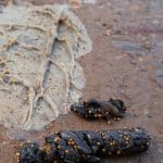 Trus kuny – typický podlhovastý tvar s tmavou farbou a zvyškami nestrávenej potravy, napríklad semien alebo kostí, často nachádzaný na pôdach, v garážach alebo podkroví.