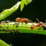 Mravce v zahrade