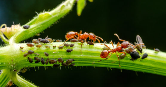 Mravce v záhrade - prečo sú nebezpečné a ako sa ich zbaviť?