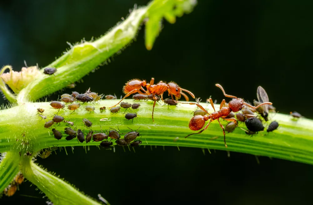 Mravce v zahrade