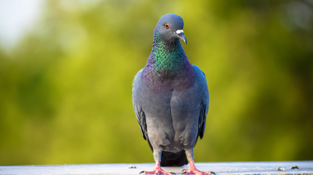 Ako sa zbaviť holubov zo záhrady?