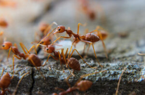 Zbavte sa mravcov rýchlo a jednoducho