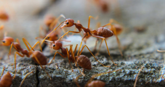 Zbavte sa mravcov rýchlo a jednoducho
