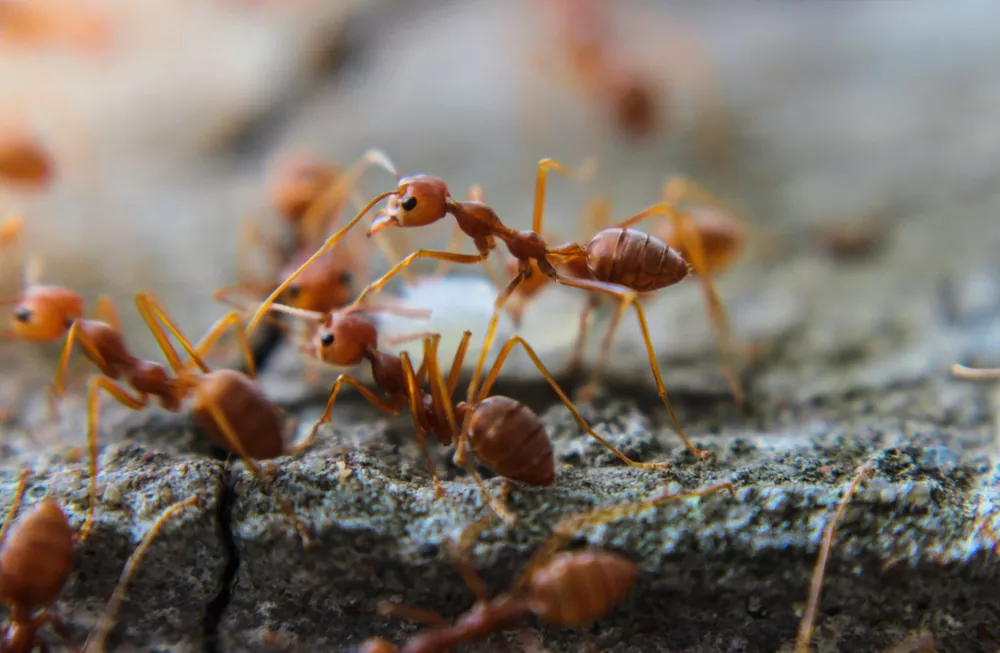 Zbavte sa mravcov rychlo a jednoducho