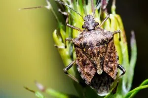 Bzdochy na záhrade a v domácnosti – ako sa ich môžem zbaviť?