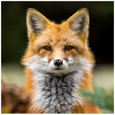 Líška