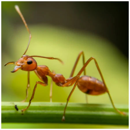 Mravce