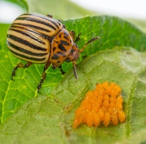 Pásavka zemiaková (Leptinotarsa decemlineata) na liste zemiaka – škodca, ktorý spôsobuje holožer rastlín.