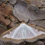 Vijačka krušpánová – buxusový mol (Cydalima perspectalis) napáda krušpánové rastliny, detail húsenice a poškodeného lístia.