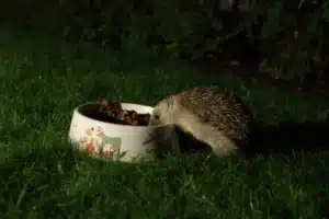 Ježko v noci pri miske s krmivom pre mačky v záhrade
