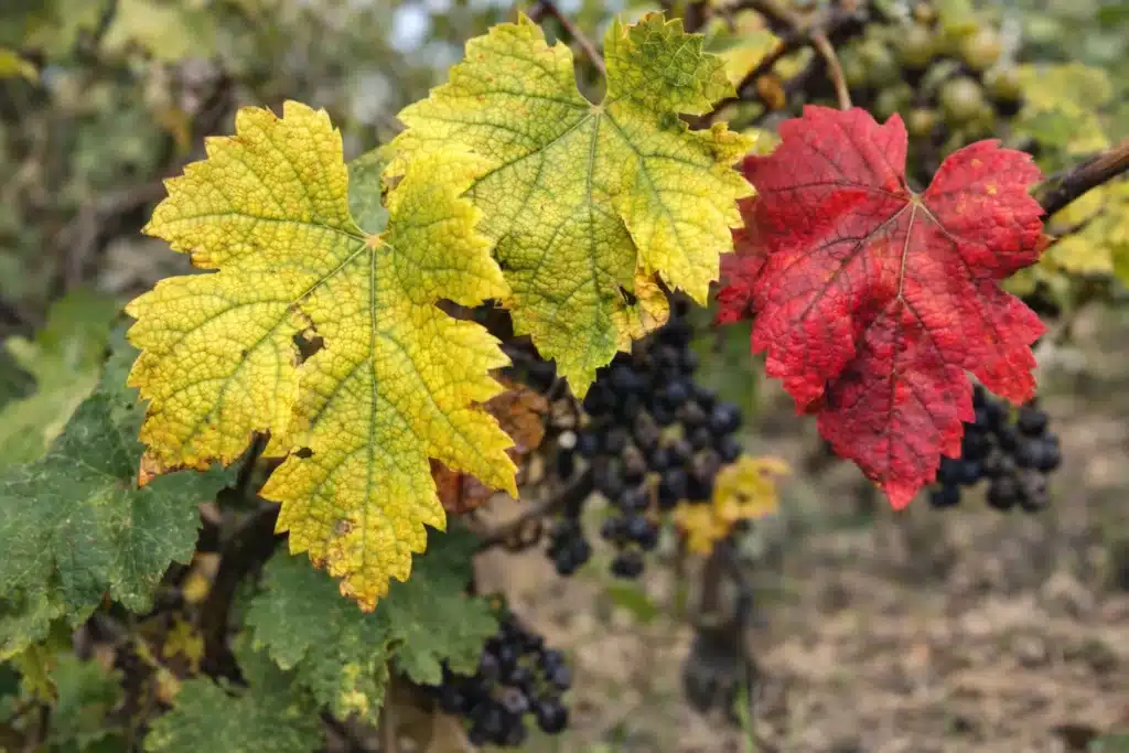 Zlaté žltnutie viniča – žltnúce a červené listy viniča napadnuté fytoplazmou
