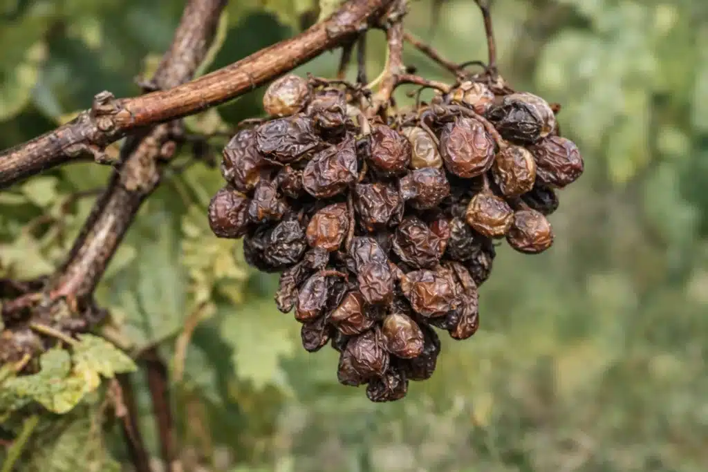 Scvrknuté a hnedé bobule hrozna spôsobené zlatým žltnutím viniča