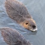 Nutria spôsobujúca škody na vegetácii pri vode