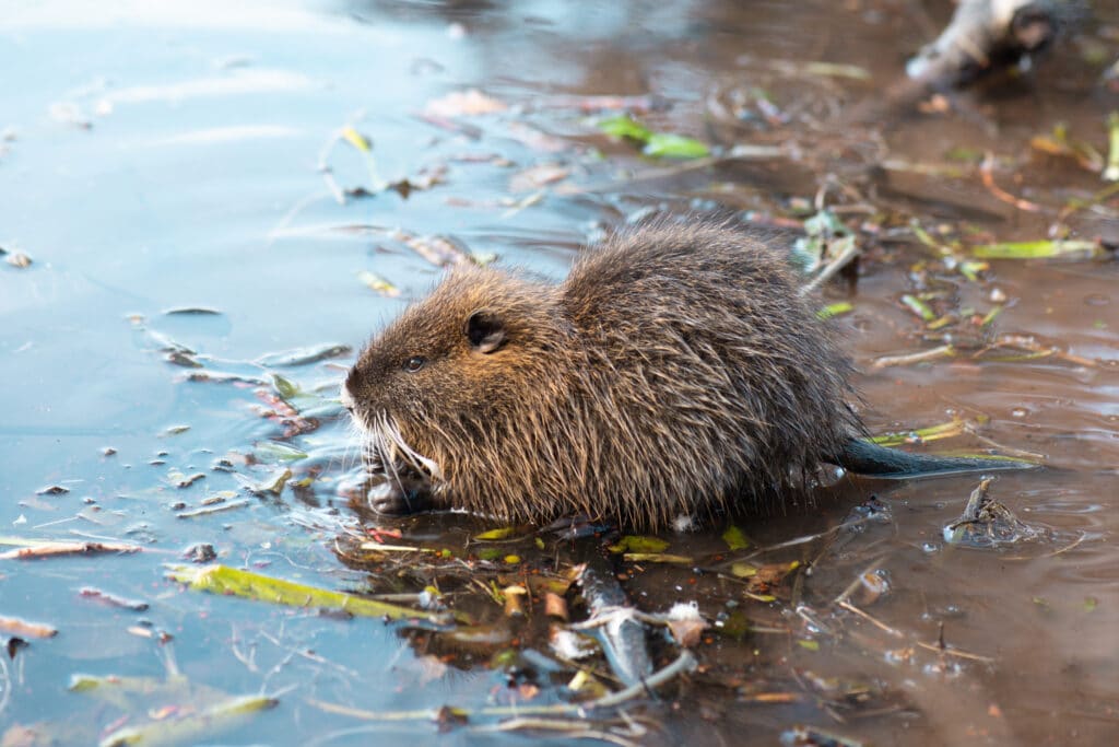 Nutria riečna pri vode – invázny hlodavec na Slovensku