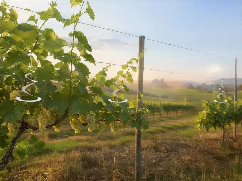 Reflexná špirála na plašenie vtákov Strend Pro zavesená vo vinohrade