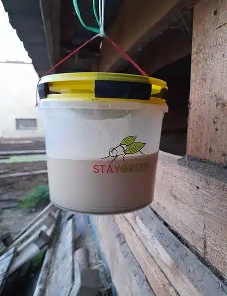 Výhodné balenie lapačov múch Stay Green 3+3ks – Obrázok 6